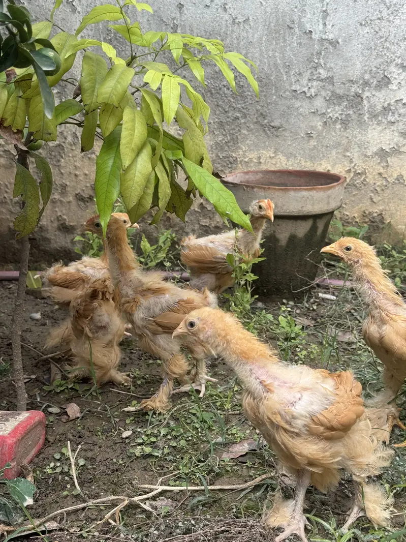 Golden heavy buff chicks for sale — photo 2