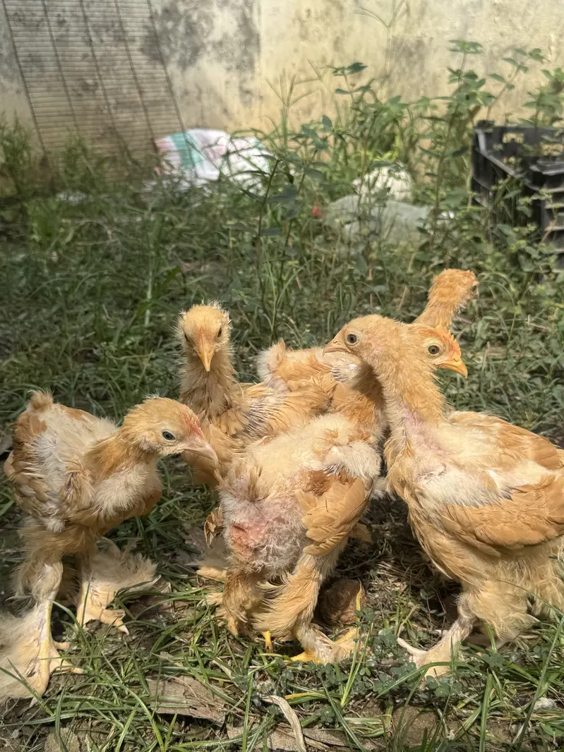 Golden heavy buff chicks for sale — photo 3