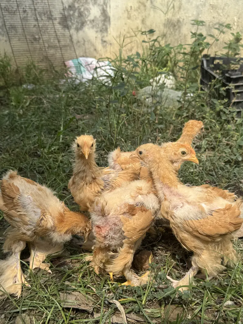 Golden heavy buff chicks for sale — photo 4