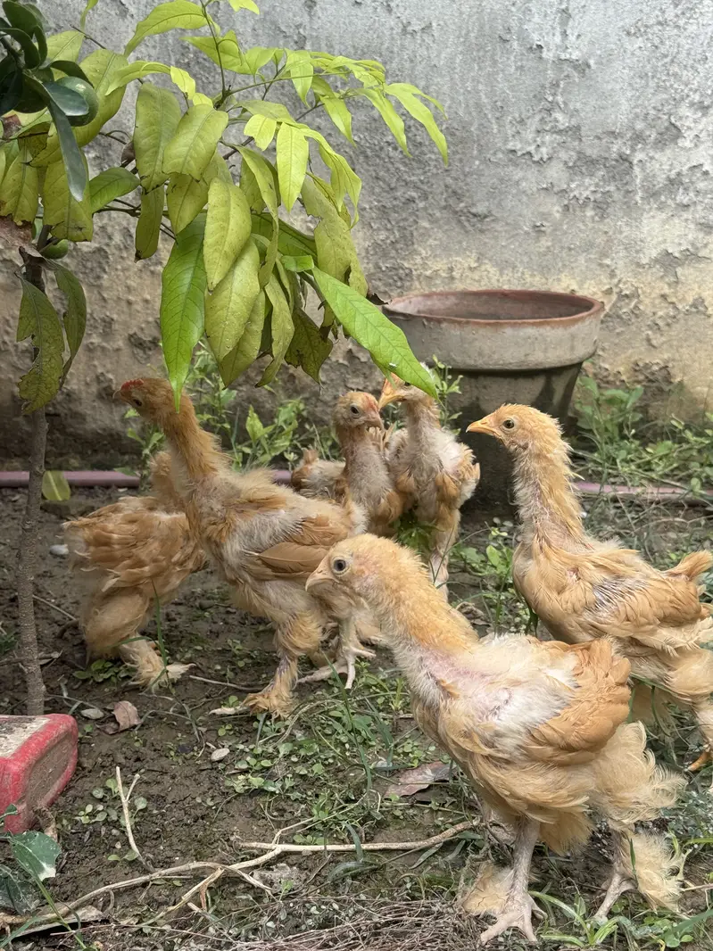 Golden heavy buff chicks for sale — photo 5