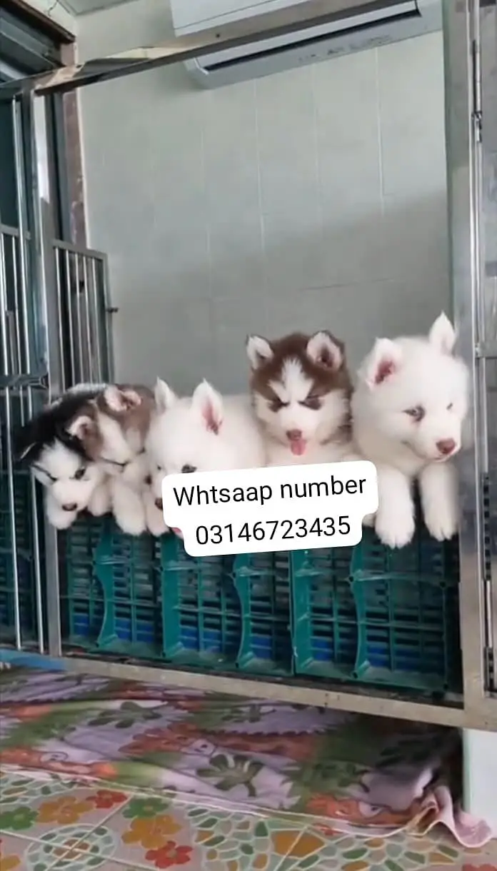 Siberian husky fore sale
