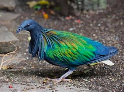 Nicobar Pigeon /Doves /Doves For Sale /Qumri /Fakht /All kind of Doves