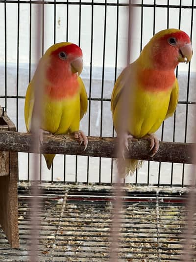 love bird