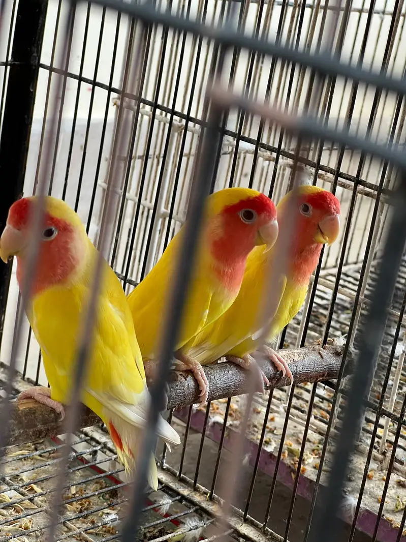 love bird — photo 2