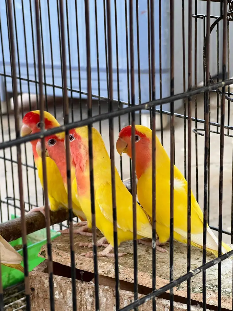 love bird — photo 3