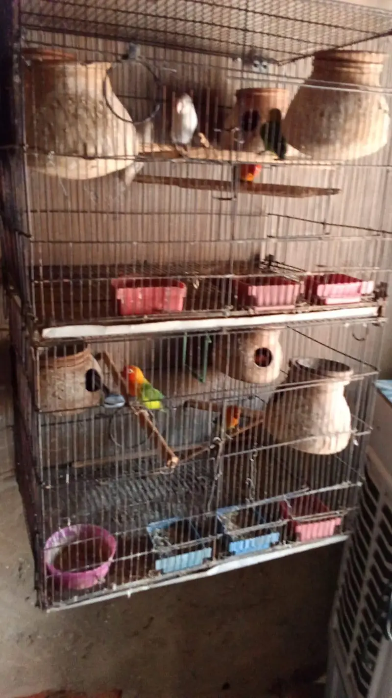 love burd — photo 2