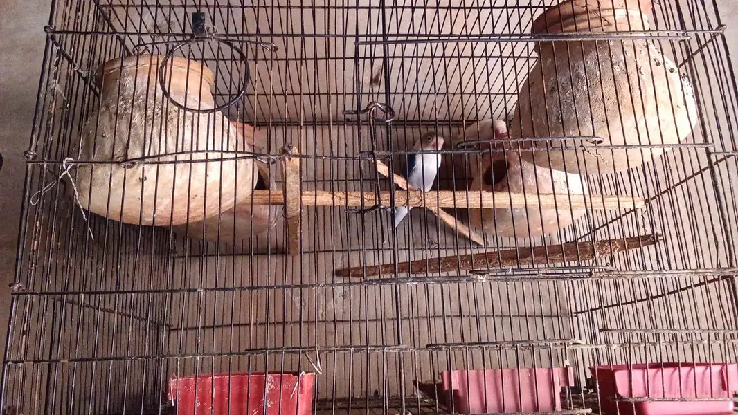 love burd — photo 3