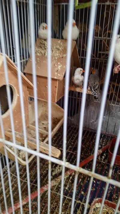 Finch