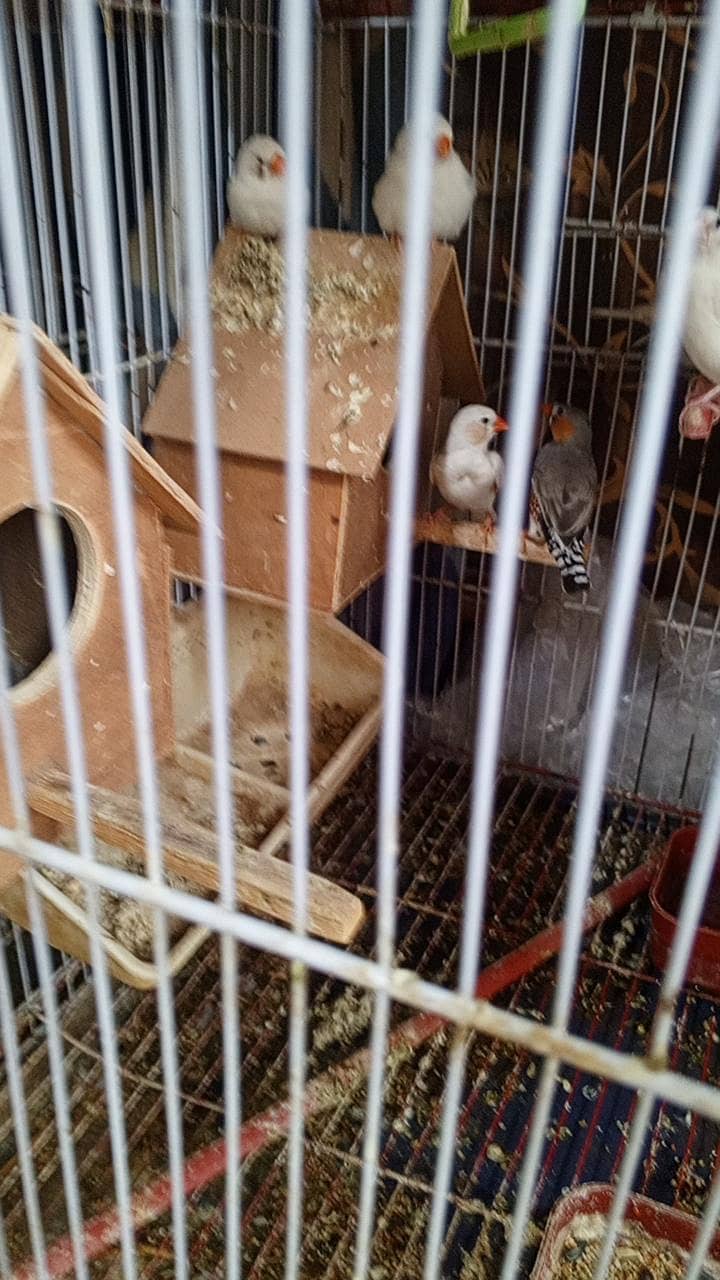 Finch 0