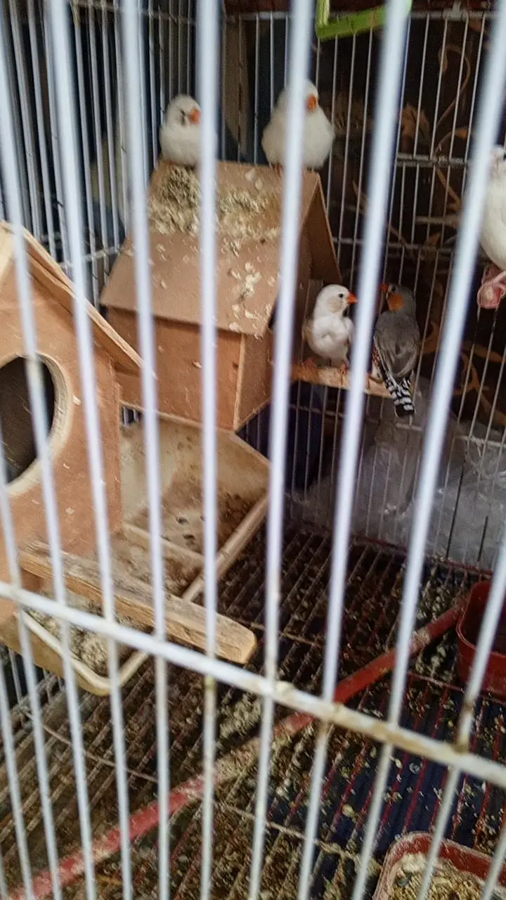 Finch