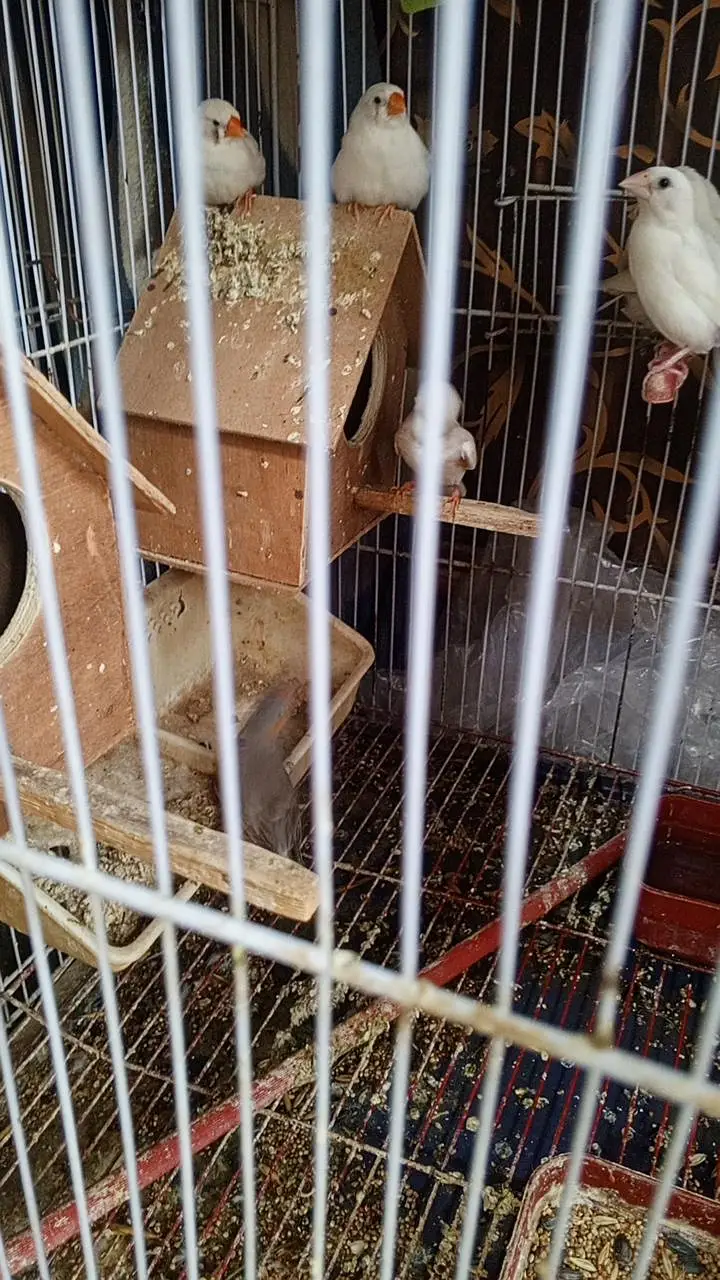 Finch — photo 2