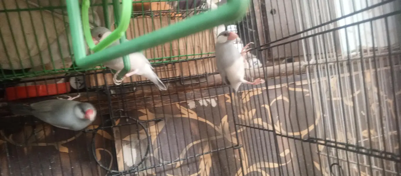 Finch — photo 3