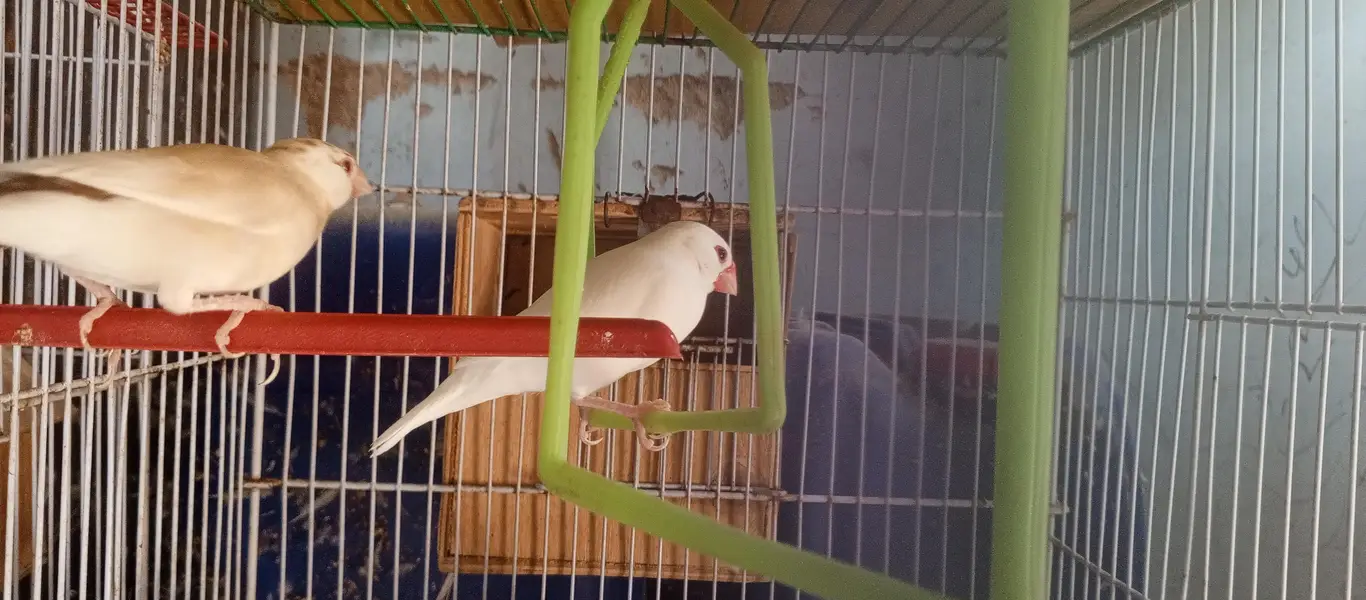 Finch — photo 4