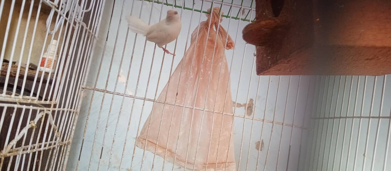 Finch 4