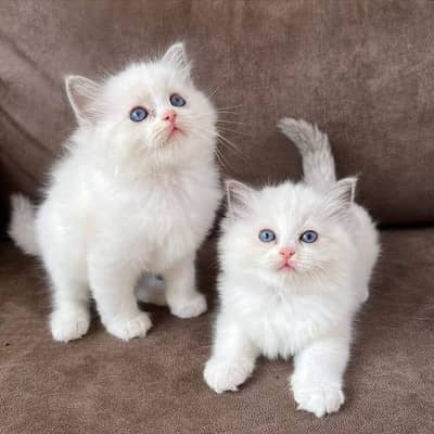 persian kitten /cute kitten | triple coated/ punch face_cute cat