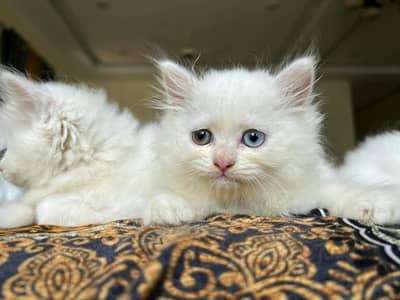 persian kitten /cute kitten | triple coated/ punch face_cute cat