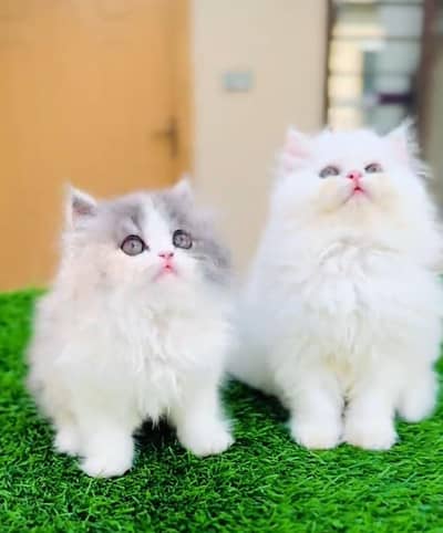 Persian cat triple code Punch face vaccinated Blue eye letter train