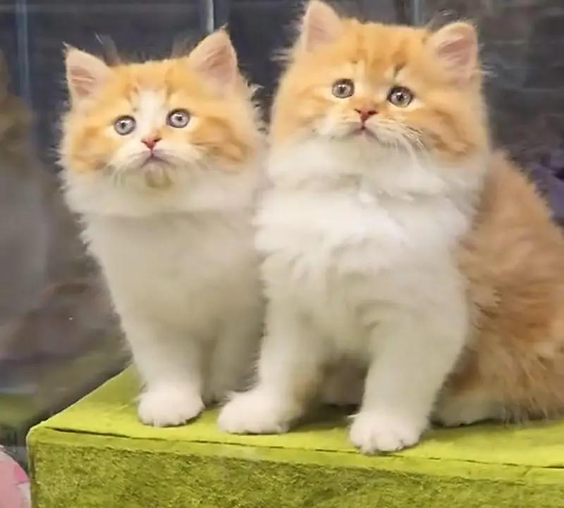 Persian cat triple code Punch face vaccinated Blue eye letter train — photo 2