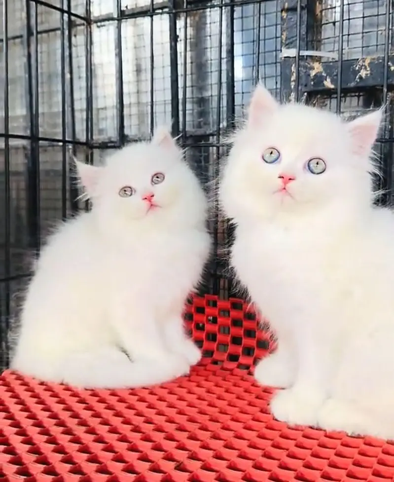 Persian cat triple code Punch face vaccinated Blue eye letter train — photo 3