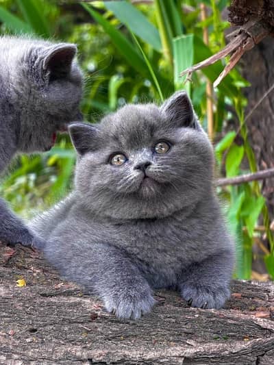 British shorthair