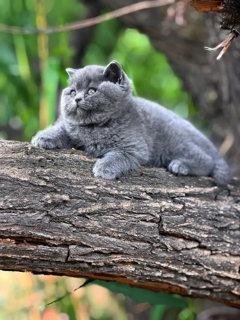 British shorthair — photo 2