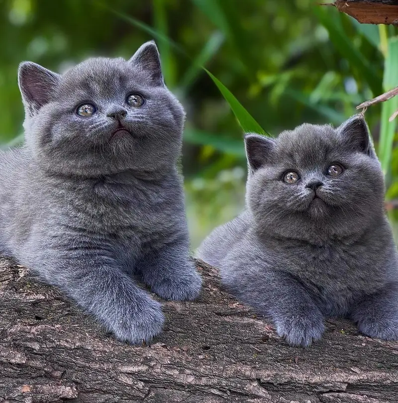 British shorthair — photo 3