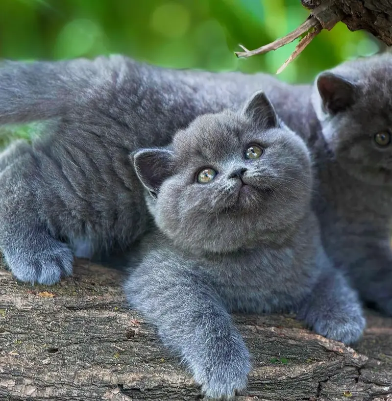 British shorthair — photo 4