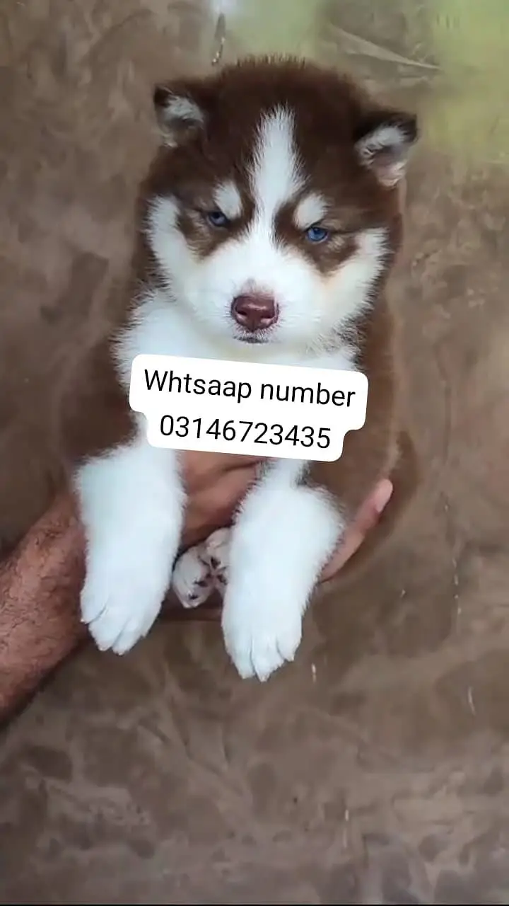 Siberian husky fore sale