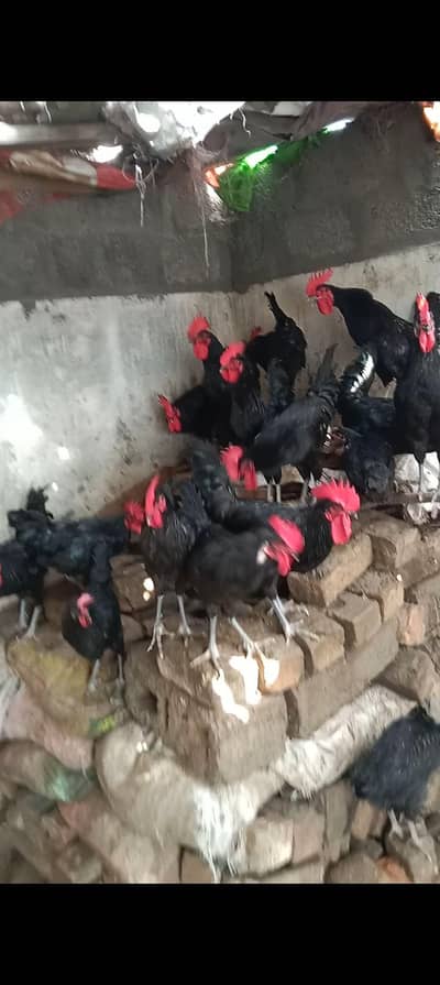 Austrolop male for sale | Weight approx > 1kg