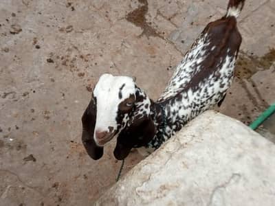 Bakra for Sale