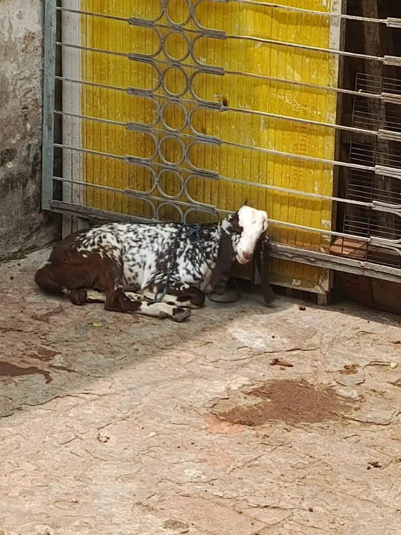 Bakra for Sale — photo 2