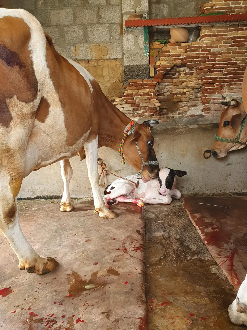 jerssy cow/cross cow/frezion cow