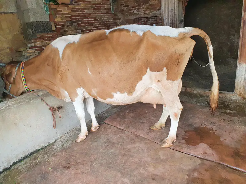jerssy cow/cross cow/frezion cow — photo 2