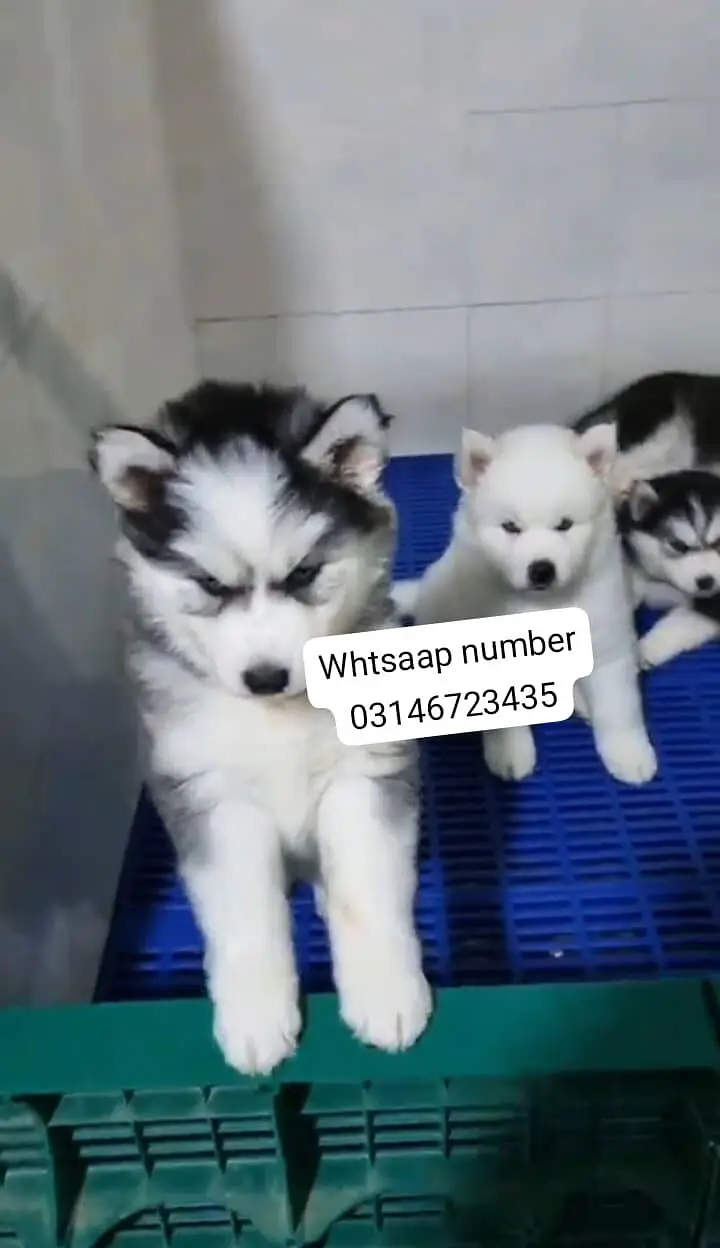 Siberian husky fore sale