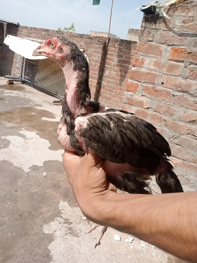aseel Sindhi patha 2 ak morgi black — photo 2