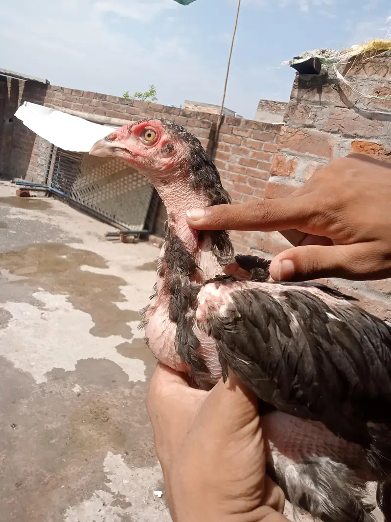 aseel Sindhi patha 2 ak morgi black — photo 3