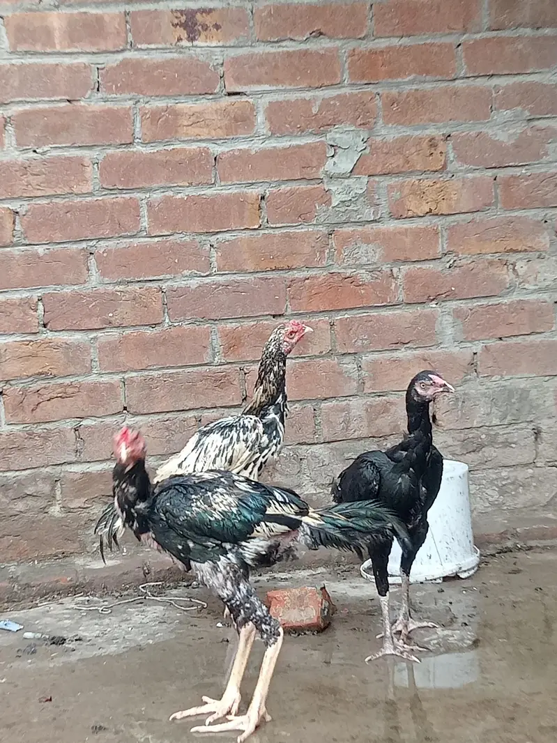 aseel Sindhi patha 2 ak morgi black — photo 4