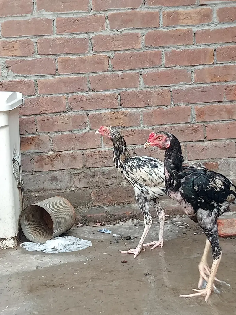aseel Sindhi patha 2 ak morgi black — photo 5