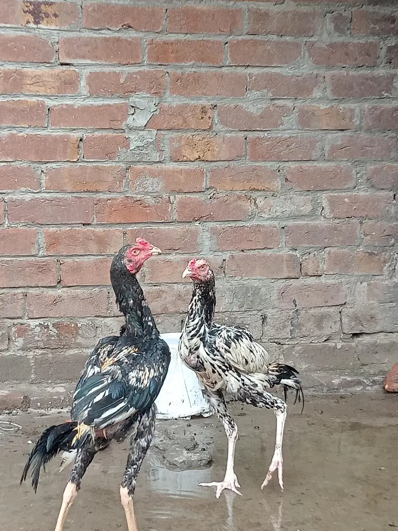 aseel Sindhi patha 2 ak morgi black — photo 6