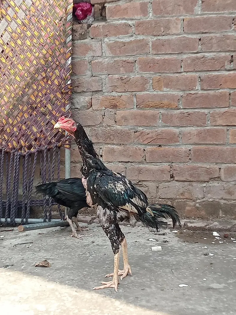 aseel Sindhi patha 2 ak morgi black — photo 7