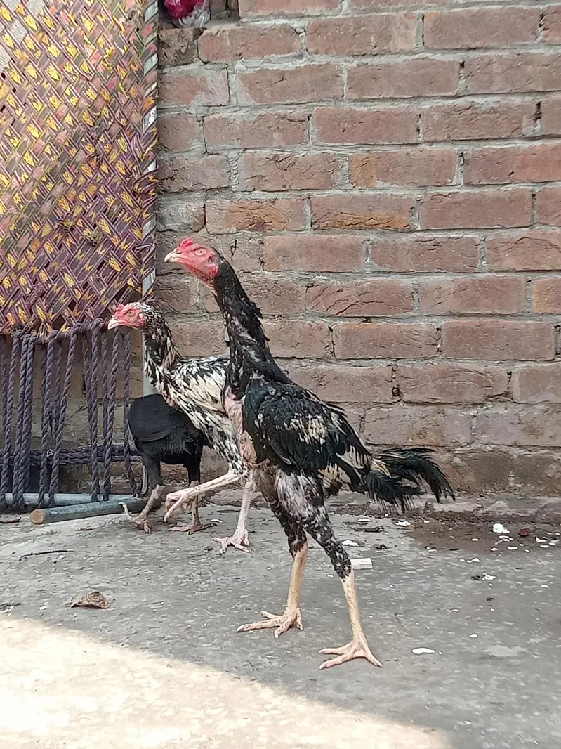 aseel Sindhi patha 2 ak morgi black — photo 8