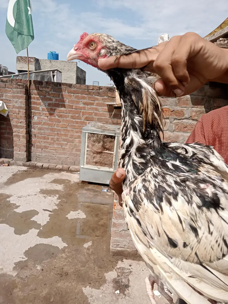 aseel Sindhi patha 2 ak morgi black — photo 9