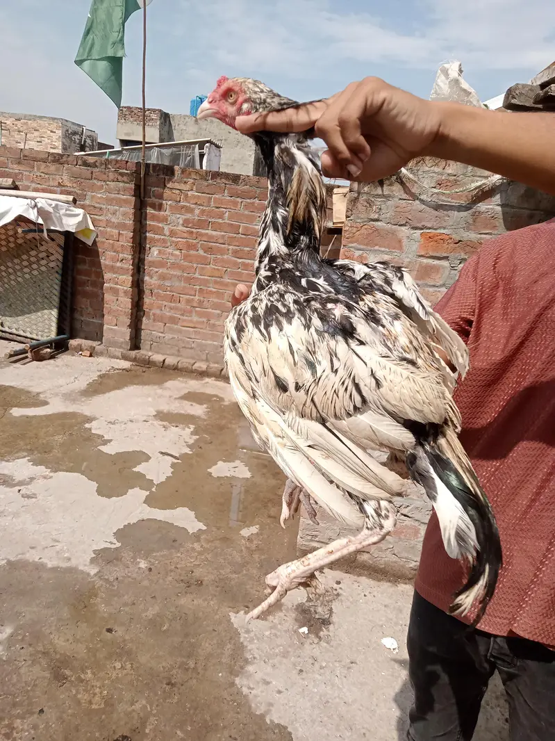 aseel Sindhi patha 2 ak morgi black — photo 10