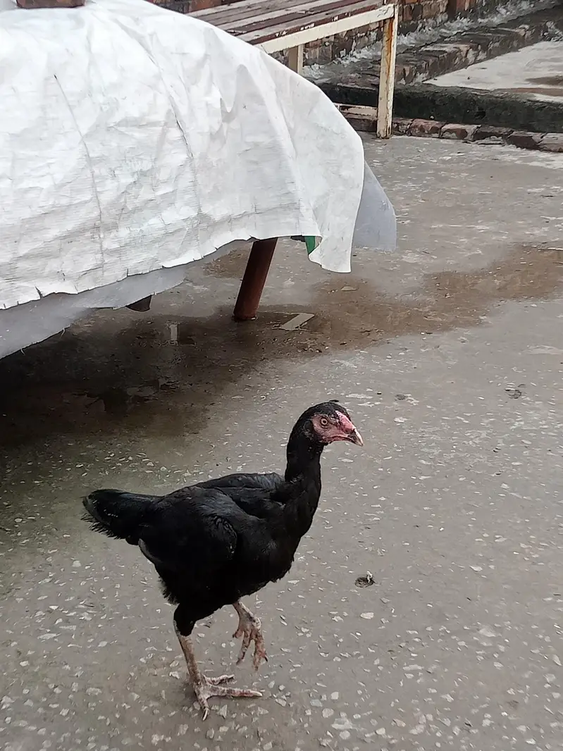 aseel Sindhi patha 2 ak morgi black — photo 11