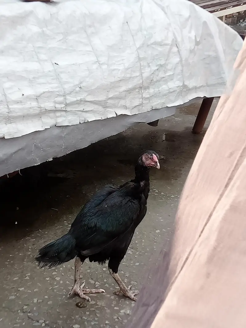 aseel Sindhi patha 2 ak morgi black — photo 12