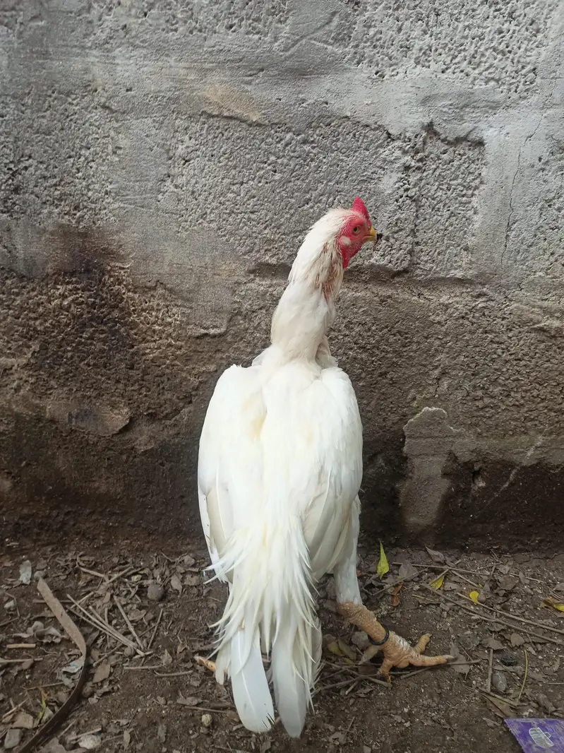 Heera Aseel 03304536419 — photo 2