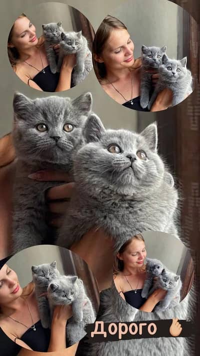 British shorthair