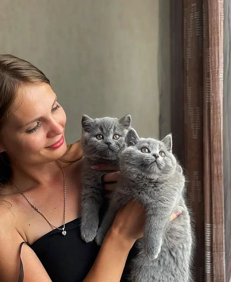 British shorthair — photo 2