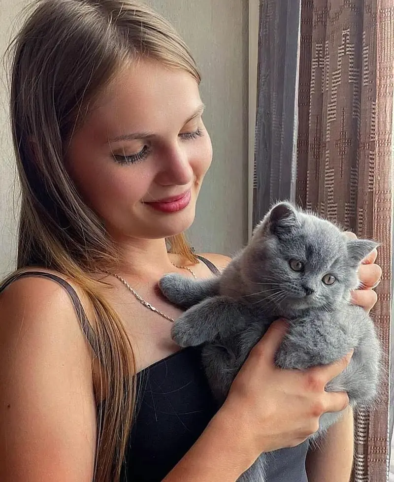 British shorthair — photo 3
