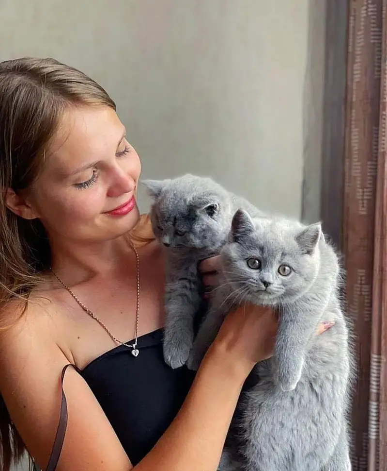 British shorthair — photo 4